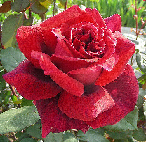Fragrance Rose Seedlings Flower Seeds Perennial Growing Bonsai Corms Tubers Potted Planting Reblooming Fragrant Garden Roots Rhizomes Species Blooms Plant Bulbs Gardening Tree