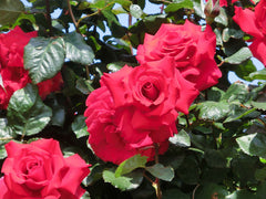 Valentine Rose Seedlings Flower Seeds Perennial Growing Bonsai Corms Tubers Potted Planting Reblooming Fragrant Garden Roots Rhizomes Species Blooms Plant Bulbs Gardening Tree - Seedsplant