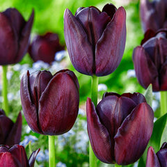 Continental Tulip Bulbs Blooms Species Growing Bonsai Roots Rhizomes Corms Tubers Potted Planting Reblooming Fragrant Garden Flower Seeds Plant - Seedsplant