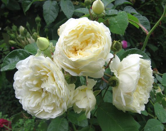 Perpetually Rose Seedlings Flower Seeds Perennial Growing Bonsai Corms Tubers Potted Planting Reblooming Fragrant Garden Roots Rhizomes Species Blooms Plant Bulbs Gardening Tree