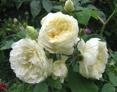 Perpetually Rose Seedlings Flower Seeds Perennial Growing Bonsai Corms Tubers Potted Planting Reblooming Fragrant Garden Roots Rhizomes Species Blooms Plant Bulbs Gardening Tree