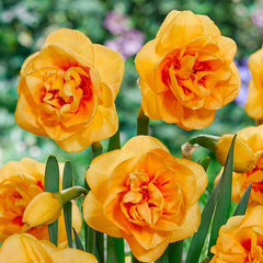Boaz Daffodil Narcissus Bulbs Blooms Species Growing Bonsai Roots Rhizomes Corms Tubers Potted Planting Reblooming Fragrant Garden Flower Seeds Plant