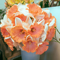 Chromacolor Daffodil Narcissus Bulbs Blooms Species Growing Bonsai Roots Rhizomes Corms Tubers Potted Planting Reblooming Fragrant Garden Flower Seeds Plant