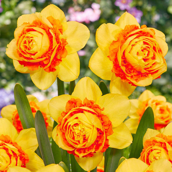Double Suade Daffodil Narcissus Bulbs Blooms Species Growing Bonsai Roots Rhizomes Corms Tubers Potted Planting Reblooming Fragrant Garden Flower Seeds Plant