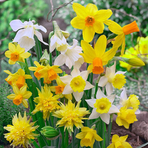 Dwarf Daffodil Mixture Narcissus Bulbs Blooms Species Growing Bonsai Roots Rhizomes Corms Tubers Potted Planting Reblooming Fragrant Garden Flower Seeds Plant