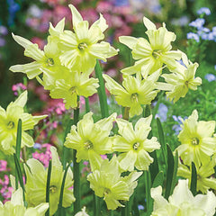 Exotic Mystery Daffodil Narcissus Bulbs Blooms Species Growing Bonsai Roots Rhizomes Corms Tubers Potted Planting Reblooming Fragrant Garden Flower Seeds Plant
