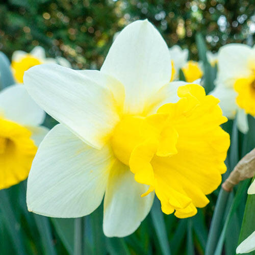 Goblet Daffodil Mixture Narcissus Bulbs Blooms Species Growing Bonsai Roots Rhizomes Corms Tubers Potted Planting Reblooming Fragrant Garden Flower Seeds Plant