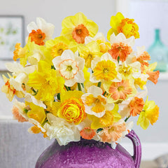 Hybridizer's Pink Daffodil Mixture Narcissus Bulbs Blooms Species Growing Bonsai Roots Rhizomes Corms Tubers Potted Planting Reblooming Fragrant Garden Flower Seeds Plant