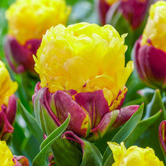 Ice Cream Banana Tulip Bulbs Blooms Species Growing Bonsai Roots Rhizomes Corms Tubers Potted Planting Reblooming Fragrant Garden Flower Seeds Plant - Seedsplant