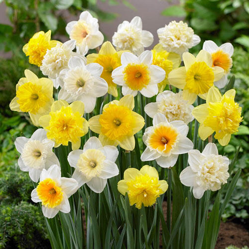 Ice Follies Revue Daffodil Mixture Narcissus Bulbs Blooms Species Growing Bonsai Roots Rhizomes Corms Tubers Potted Planting Reblooming Fragrant Garden Flower Seeds Plant