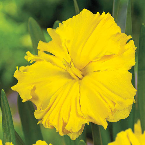 Sailorman Daffodil Narcissus Bulbs Blooms Species Growing Bonsai Roots Rhizomes Corms Tubers Potted Planting Reblooming Fragrant Garden Flower Seeds Plant