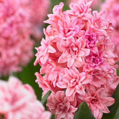 Spring Beauty Double Hyacinth Bulbs Blooms Species Growing Bonsai Roots Rhizomes Corms Tubers Potted Planting Reblooming Fragrant Garden Flower Seeds Plant Gardening
