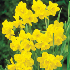 Sweetness Daffodil Narcissus Bulbs Blooms Species Growing Bonsai Roots Rhizomes Corms Tubers Potted Planting Reblooming Fragrant Garden Flower Seeds Plant
