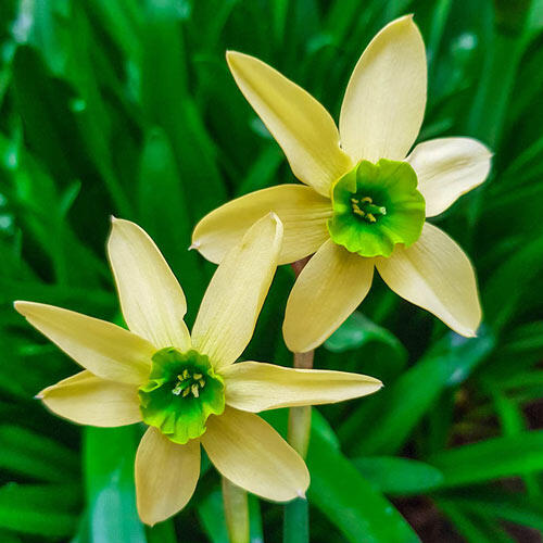 Green with Envy Daffodil Narcissus Bulbs Blooms Species Growing Bonsai Roots Rhizomes Corms Tubers Potted Planting Reblooming Fragrant Garden Flower Seeds Plant