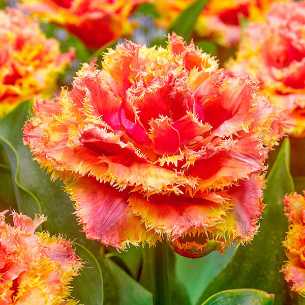 Brisbane Tulip Bulbs Blooms Species Growing Bonsai Roots Rhizomes Corms Tubers Potted Planting Reblooming Fragrant Garden Flower Seeds Plant