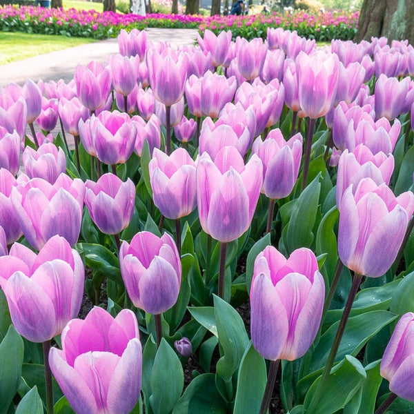 Light and Dreamy Tulip Bulbs Blooms Species Growing Bonsai Roots Rhizomes Corms Tubers Potted Planting Reblooming Fragrant Garden Flower Seeds Plant