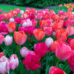 Van Eijk Tulip Mixture Bulbs Blooms Species Growing Bonsai Roots Rhizomes Corms Tubers Potted Planting Reblooming Fragrant Garden Flower Seeds Plant