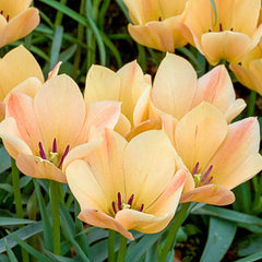 Bronze Charm Tulip Bulbs Blooms Species Growing Bonsai Roots Rhizomes Corms Tubers Potted Planting Reblooming Fragrant Garden Flower Seeds Plant - Seedsplant