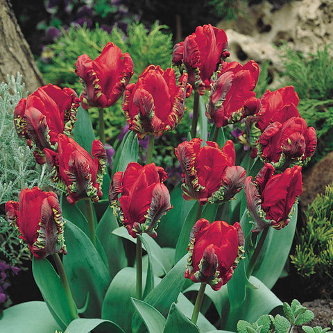 Rococo Parrot Tulip Bulbs Blooms Species Growing Bonsai Roots Rhizomes Corms Tubers Potted Planting Reblooming Fragrant Garden Flower Seeds Plant