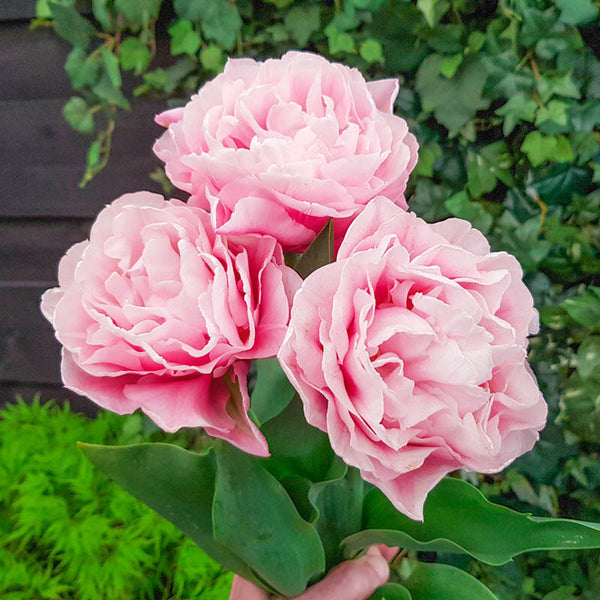 Dreamer Tulip Bulbs Blooms Species Growing Bonsai Roots Rhizomes Corms Tubers Potted Planting Reblooming Fragrant Garden Flower Seeds Plant