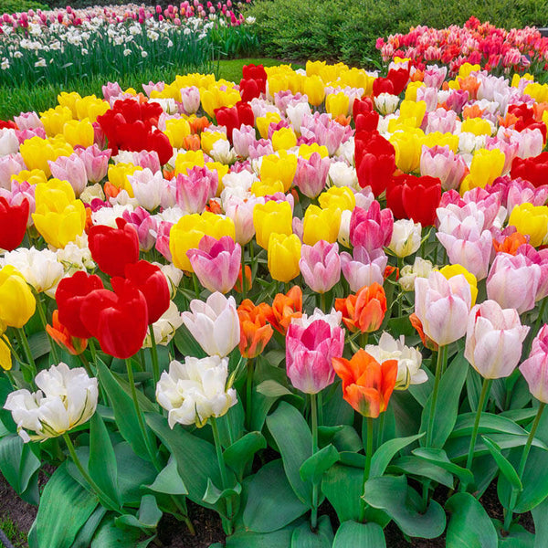 Fosteriana Tulip Mixture Bulbs Blooms Species Growing Bonsai Roots Rhizomes Corms Tubers Potted Planting Reblooming Fragrant Garden Flower Seeds Plant
