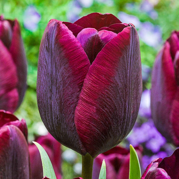 Ronaldo Tulip Bulbs Blooms Species Growing Bonsai Roots Rhizomes Corms Tubers Potted Planting Reblooming Fragrant Garden Flower Seeds Plant