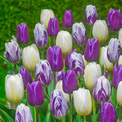 Royal Gathering Tulip Mixture Bulbs Blooms Species Growing Bonsai Roots Rhizomes Corms Tubers Potted Planting Reblooming Fragrant Garden Flower Seeds Plant - Seedsplant