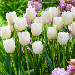 Clearwater Late-Blooming Tulip Bulbs Blooms Species Growing Bonsai Roots Rhizomes Corms Tubers Potted Planting Reblooming Fragrant Garden Flower Seeds Plant