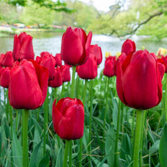 Kingsblood Tulip Bulbs Blooms Species Growing Bonsai Roots Rhizomes Corms Tubers Potted Planting Reblooming Fragrant Garden Flower Seeds Plant