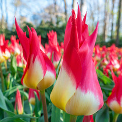 Flames Mystery Tulip Bulbs Blooms Species Growing Bonsai Roots Rhizomes Corms Tubers Potted Planting Reblooming Fragrant Garden Flower Seeds Plant - Seedsplant