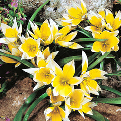 Golden Charm Tulip Bulbs Blooms Species Growing Bonsai Roots Rhizomes Corms Tubers Potted Planting Reblooming Fragrant Garden Flower Seeds Plant - Seedsplant