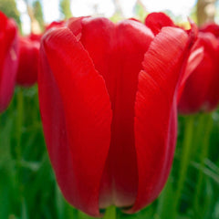 Red Pride Tulip Bulbs Blooms Species Growing Bonsai Roots Rhizomes Corms Tubers Potted Planting Reblooming Fragrant Garden Flower Seeds Plant