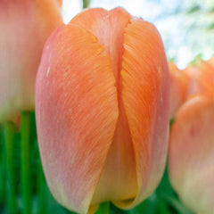 Orange Pride Tulip Bulbs Blooms Species Growing Bonsai Roots Rhizomes Corms Tubers Potted Planting Reblooming Fragrant Garden Flower Seeds Plant