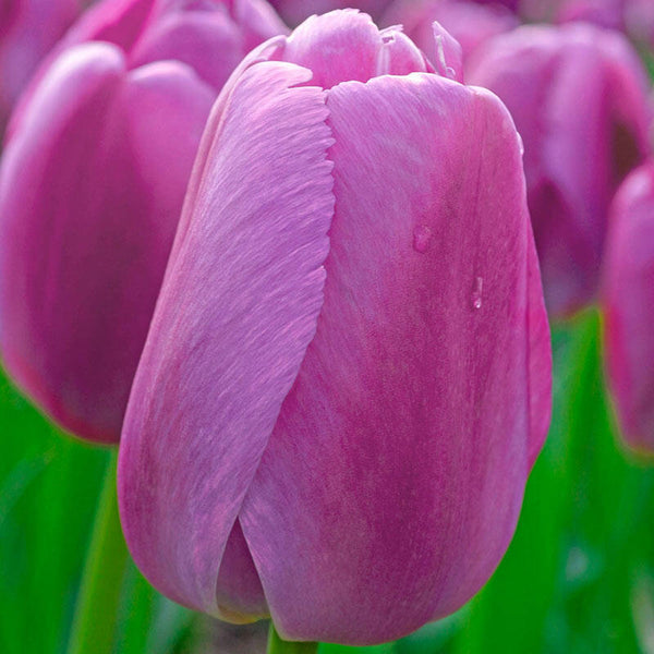 Purple Pride Tulip Bulbs Blooms Species Growing Bonsai Roots Rhizomes Corms Tubers Potted Planting Reblooming Fragrant Garden Flower Seeds Plant
