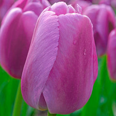 Purple Pride Tulip Bulbs Blooms Species Growing Bonsai Roots Rhizomes Corms Tubers Potted Planting Reblooming Fragrant Garden Flower Seeds Plant