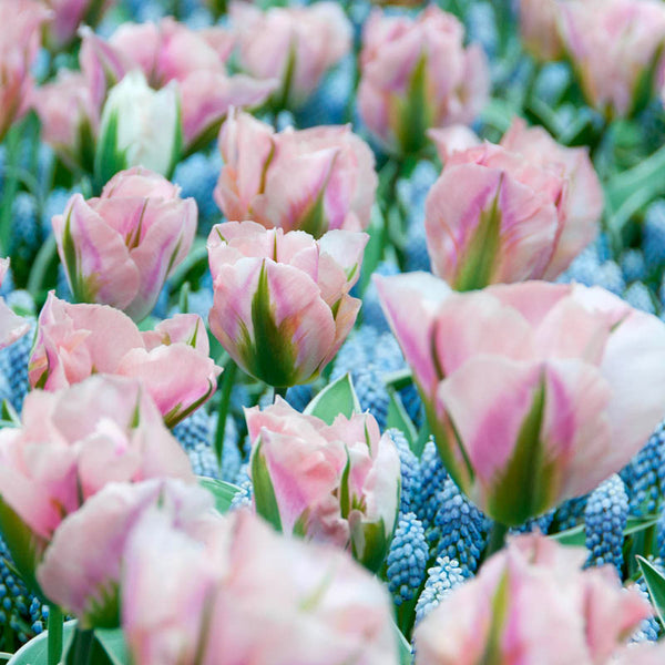 China Town Tulip Bulbs Blooms Species Growing Bonsai Roots Rhizomes Corms Tubers Potted Planting Reblooming Fragrant Garden Flower Seeds Plant