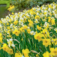 Color Magic Mixed Daffodils Narcissus Bulbs Blooms Species Growing Bonsai Roots Rhizomes Corms Tubers Potted Planting Reblooming Fragrant Garden Flower Seeds Plant