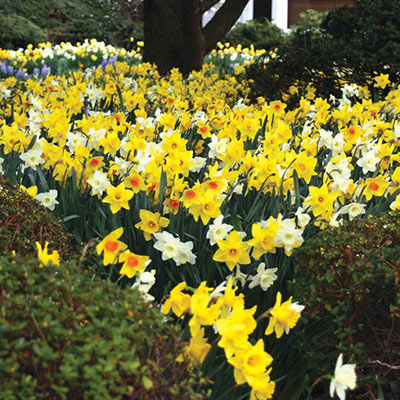 Color Magic Mixed Daffodils Narcissus Bulbs Blooms Species Growing Bonsai Roots Rhizomes Corms Tubers Potted Planting Reblooming Fragrant Garden Flower Seeds Plant