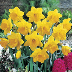 Giant Yellow Daffodils for Naturalizing Narcissus Bulbs Blooms Species Growing Bonsai Roots Rhizomes Corms Tubers Potted Planting Reblooming Fragrant Garden Flower Seeds Plant