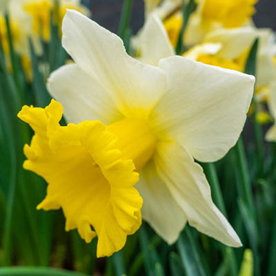 Trumpet Daffodil Cornish King Narcissus Bulbs Blooms Species Growing Bonsai Roots Rhizomes Corms Tubers Potted Planting Reblooming Fragrant Garden Flower Seeds Plant