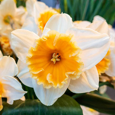Large Cupped Daffodil Johann Strauss Narcissus Bulbs Blooms Species Growing Bonsai Roots Rhizomes Corms Tubers Potted Planting Reblooming Fragrant Garden Flower Seeds Plant