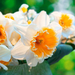 Large Cupped Daffodil Johann Strauss Narcissus Daffodil Bulbs Blooms Species Growing Bonsai Roots Rhizomes Corms Tubers Potted Planting Reblooming Fragrant Garden Flower Seeds Plant