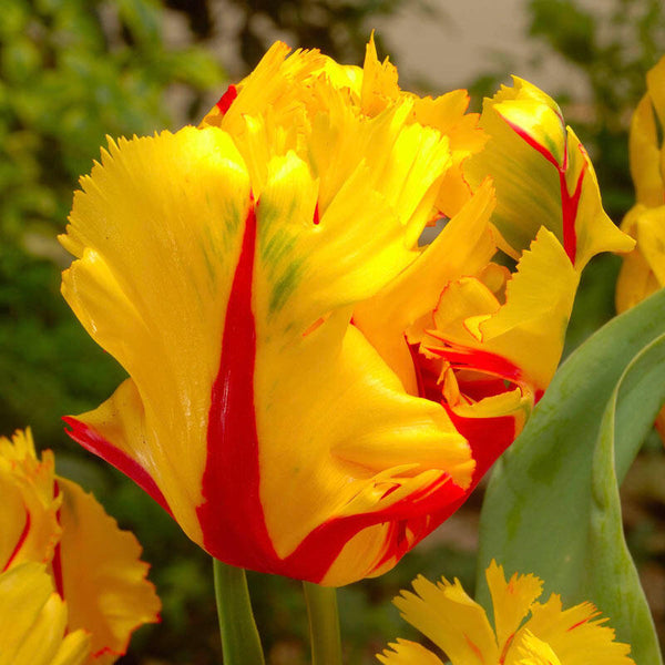 Pin It   Texas Flame Tulip Bulbs Blooms Species Growing Bonsai Roots Rhizomes Corms Tubers Potted Planting Reblooming Fragrant Garden Flower Seeds Plant