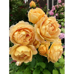 Golden Celebration Rose Seedlings Flower Seeds Perennial Growing Bonsai Corms Tubers Potted Planting Reblooming Fragrant Garden Roots Rhizomes Species Blooms Plant Bulbs Gardening Tree - Seedsplant
