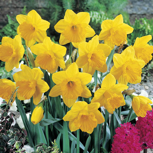 Dutch Master Daffodil Narcissus Bulbs Blooms Species Growing Bonsai Roots Rhizomes Corms Tubers Potted Planting Reblooming Fragrant Garden Flower Seeds Plant