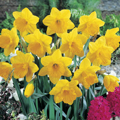 Dutch Master Daffodil Narcissus Bulbs Blooms Species Growing Bonsai Roots Rhizomes Corms Tubers Potted Planting Reblooming Fragrant Garden Flower Seeds Plant
