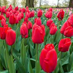 Lalibela Tulip Mixture Super Sak® Bulbs Blooms Species Growing Bonsai Roots Rhizomes Corms Tubers Potted Planting Reblooming Fragrant Garden Flower Seeds Plant
