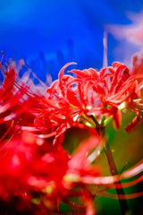 Lycoris Spider Lilies Bulbs Radiata Hurricane Lily Cluster Amayllis Growing Bonsai Roots Rhizomes Corms Tubers Potted Planting Reblooming Fragrant Garden Species Blooms Flower Seeds Plant Gardening
