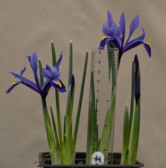 Iris Harmony Contrast Blue and Yellow Bearded Iris Species Growing Bonsai Bulbs Roots Rhizomes Corms Tubers Potted Planting Reblooming Fragrant Garden Flower Seeds Plant