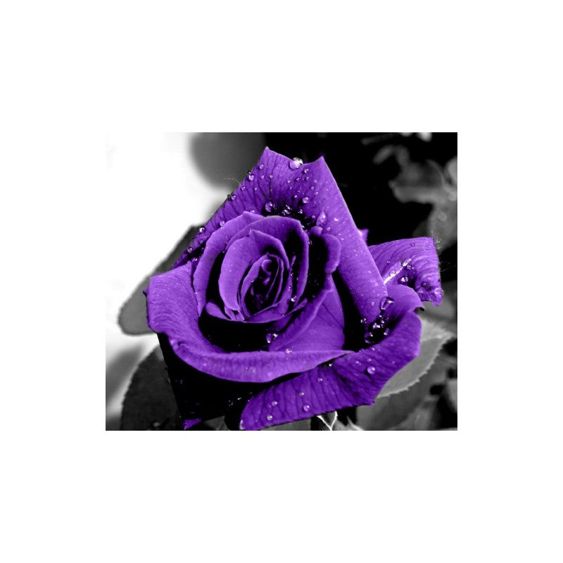 Purple Rose Seedlings Flower Seeds Perennial Growing Bonsai Corms Tubers Potted Planting Reblooming Fragrant Garden Roots Rhizomes Species Blooms Plant Bulbs Gardening Tree